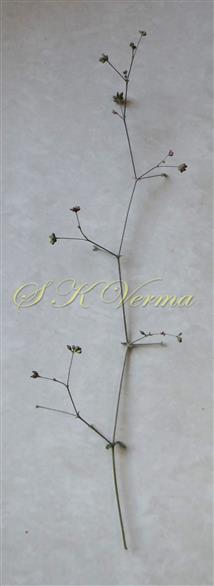  Inflorescence